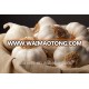 Garlic Extract Powder