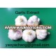 Garlic Extract, Allium sativum, allicin