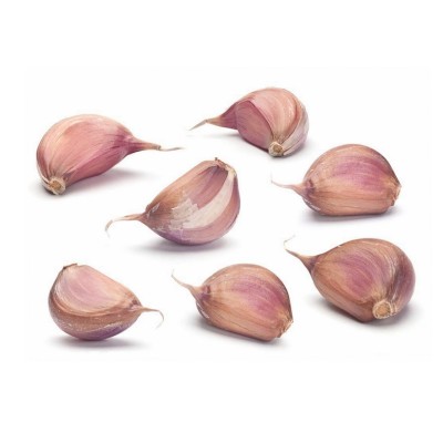 Hot sale garlic essential oil manufacturer ready to ship