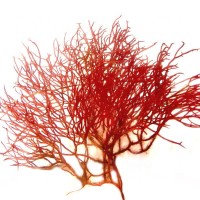 Bulk Sale China Agar-Strip - China agar, agar strip extracted from Gracilaria (red seaweeds) at best factory prices