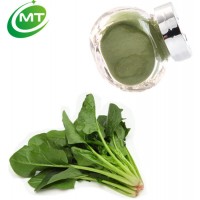 Food grade beauty 12:1 spinach leaf extract