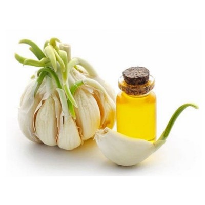 Hot selling garlic essential oil bulk exporter with best quality