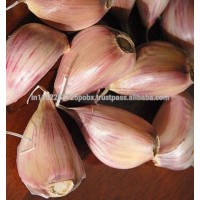 Garlic 100% Pure and Natural Essential Oil